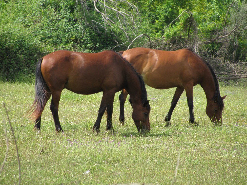лошади ликийская тропа